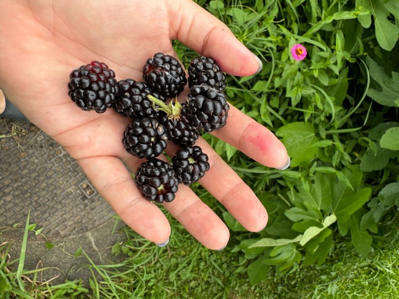 手の平にブラックベリーを持っている